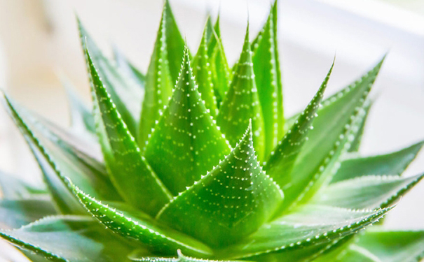 «����ʲô�ô� «����ʲô���ú͹�Ч